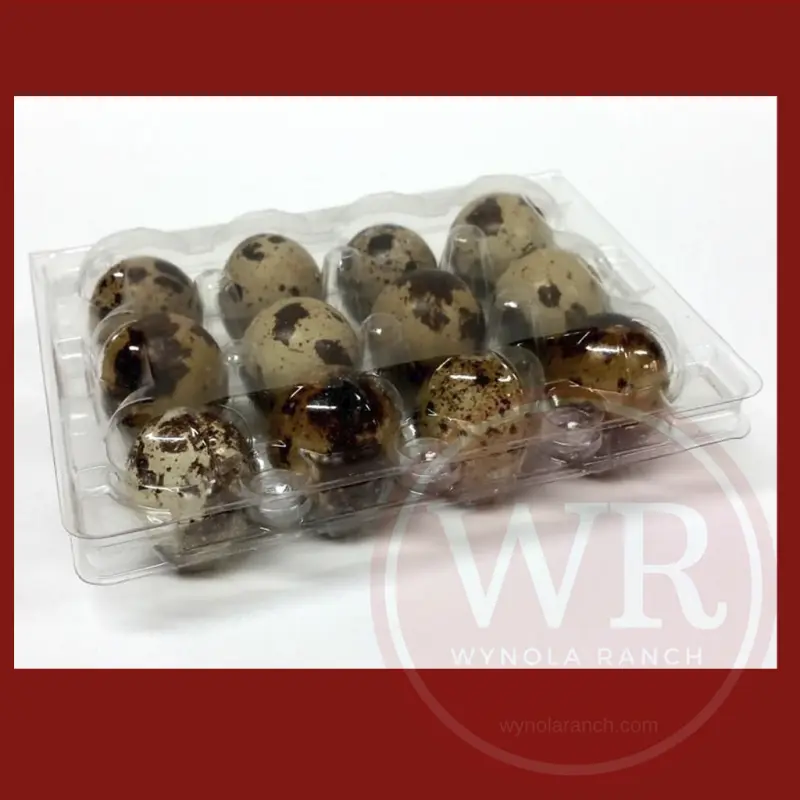 Jumbo Quail Egg Cartons, Pack of 25, Each Holds 12 Jumbo quail eggs