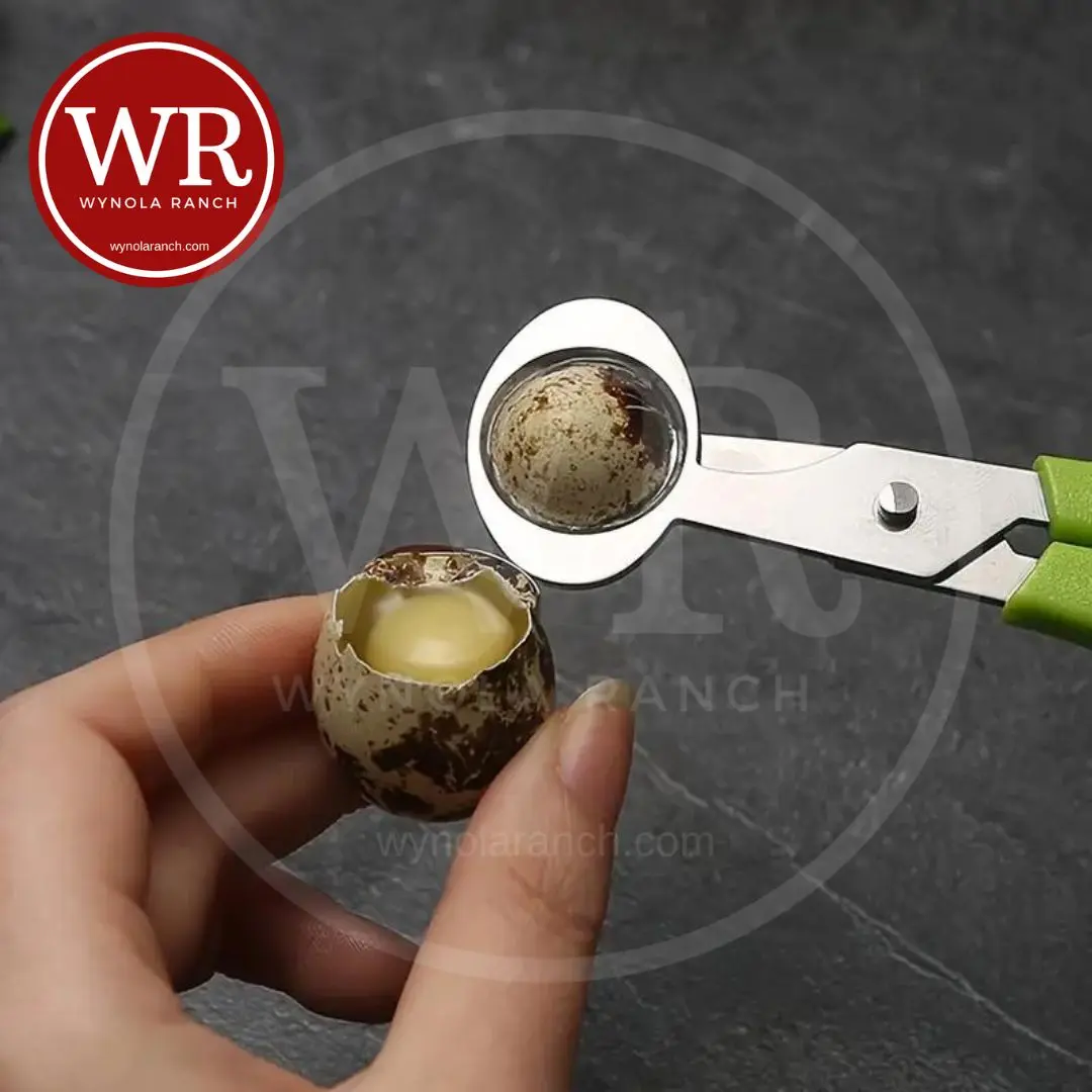 Quail Egg Cutter -Stainless x3