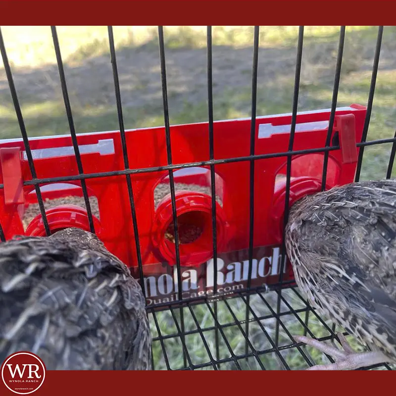 Quail Feed Saver Port / Chicken Feed Saver - Image 3