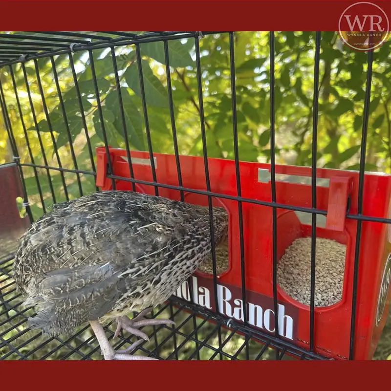 Quail Feeder Cage  Universal - Image 3
