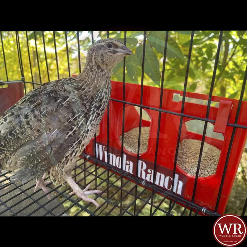 Quail Feeder Cage  Universal - Image 4