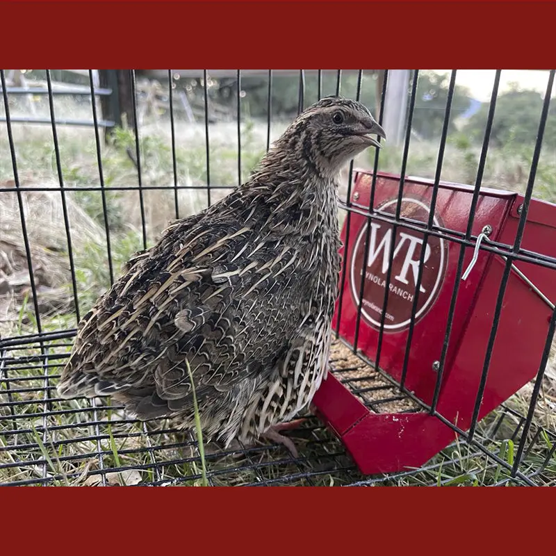 Quail J-Feeder Heavy Duty 5.5” - Image 3